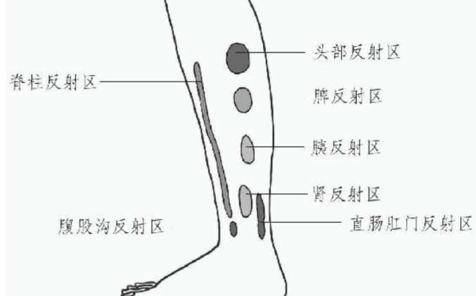 小腿内侧,从上到下,依此是头,脾,胰,肾,直肠肛门,腹股沟,脊柱的反射区