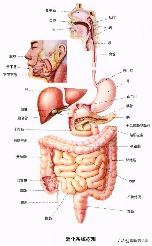 消化系统(digestive system)由消化道和消化腺两大部分组成.