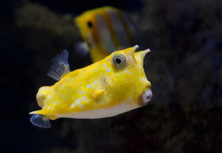 海底可爱的黄色鱼