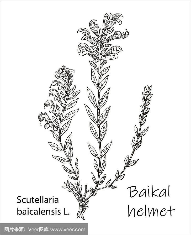 黄芩-西伯利亚草本植物.手绘插图-健康和自然设置