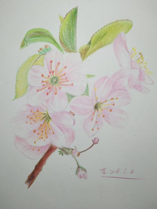 彩铅樱花