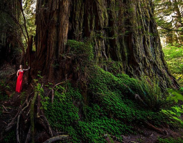 旅行 加州·红木国家公园·redwood 写美篇"last monarch" tree 世界