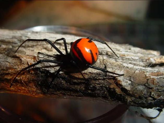 宠物蜘蛛 2只起拍/红背黑寡妇蜘蛛/老挝黑寡妇4-5l幼体