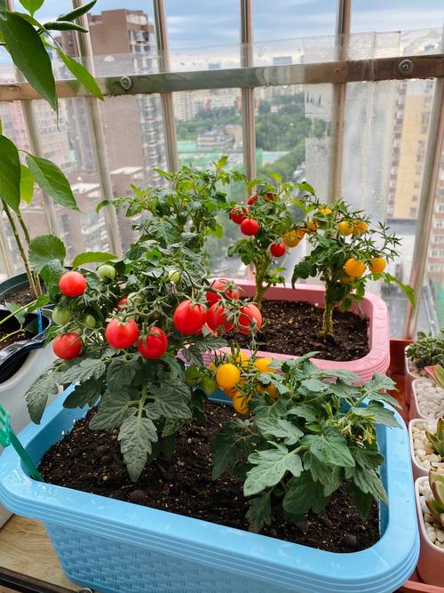 矮生小番茄,阳台盆栽"新宠",好养易打理,既能观赏,又能食用