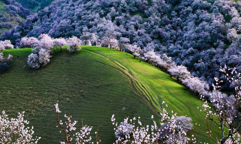 新疆春天到来的代表之一,南疆美景杏花沟,你觉得值得去一次吗?
