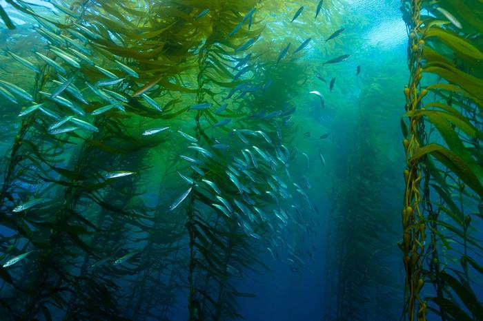 加州科提斯沙洲(cortes bank)的巨藻森林的海洋生活环境.