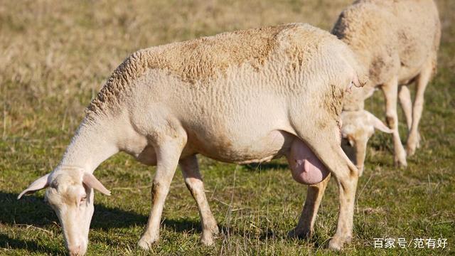 如何判断羊是否怀孕,"一看二摸"综合分析,准确度高