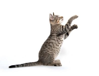 可爱的斑纹小猫在跳跃和玩耍照片