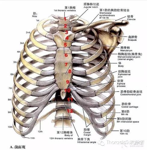 胸腔体表定位及胸腔积液量评估_胸椎