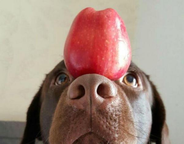 简单的说,苹果,西瓜,梨等水果,狗狗是可以吃的,但是比如葡萄,芒果