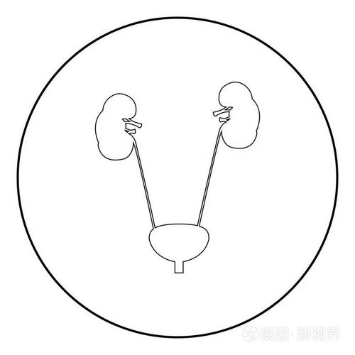 膀胱和肾脏它是黑颜色图标在圈子或圆插画-正版商用图片04p7qn-摄图新