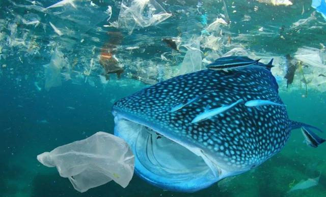 希腊鲸鱼搁浅死亡,胃里发现超过15公斤塑料垃圾,我们是罪魁祸首