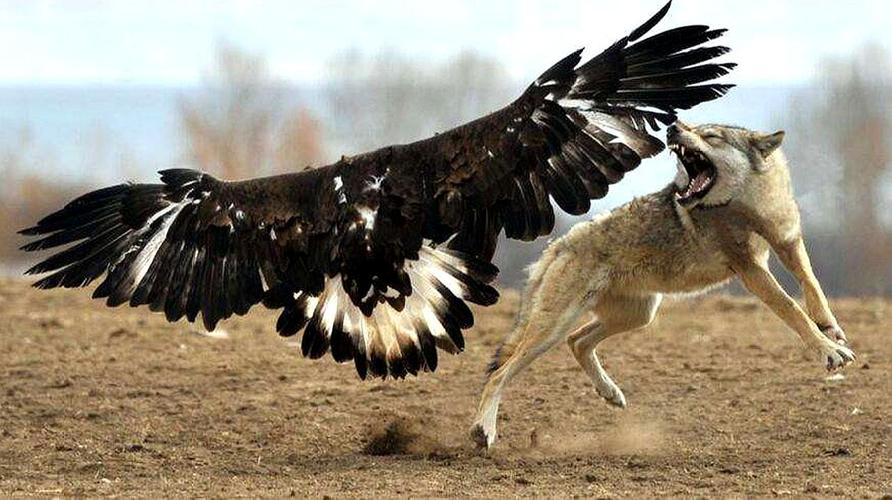 凶狠老鹰紧盯野狼,一个俯冲利爪直戳骨头,镜头拍下野狼悲惨瞬间-动物