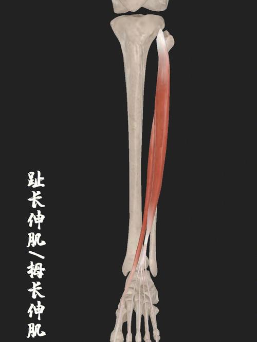 82:趾长伸肌/拇长伸肌起点:胫骨,腓骨上端骨间膜前侧止点:拇指末节