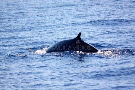 海鲸是不是须鲸长须鲸照片