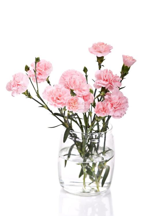 康乃馨鲜花,孤立白上的花瓶里的粉红色康乃馨花束