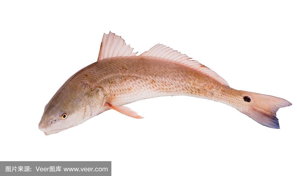 红鼓鱼,孤立于白色背上的红鱼