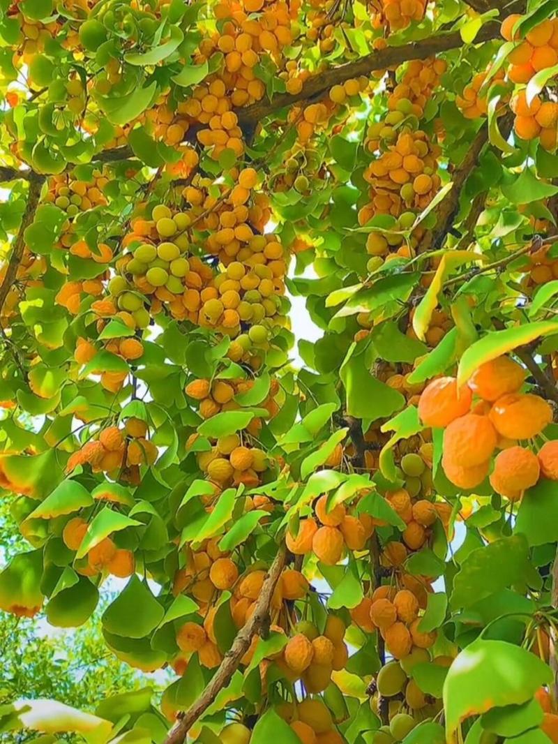又到了银杏果成熟的季节  又到了银杏果成熟的季节,银杏果又称白果