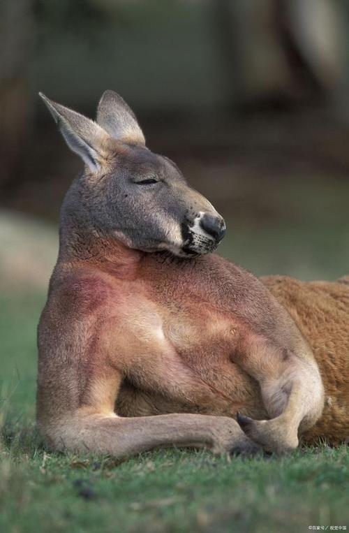 袋鼠是澳大利亚最具代表性的动物之一,也是澳大利亚的象征之一.