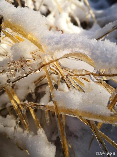 浏浏哥原创:冬天的小草