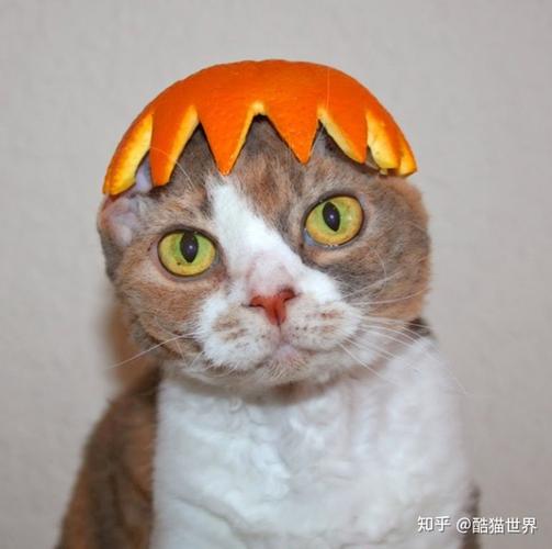 猫咪戴着橘皮帽子的搞笑照片