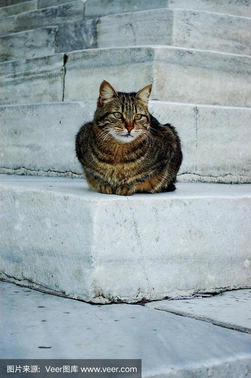伊斯坦布尔的猫在楼梯上
