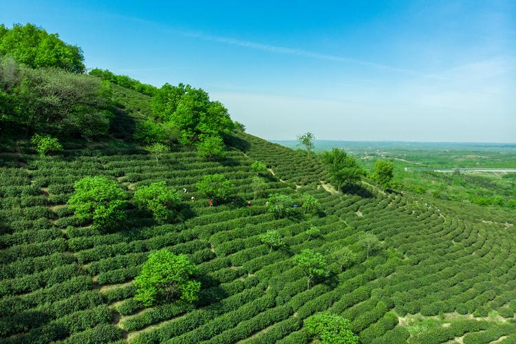 茶# 井楠村位于安徽省滁州市南谯区施集镇南,自然资源优越,产业类型