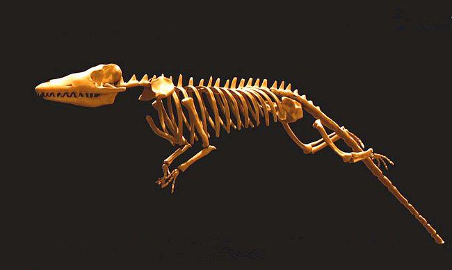 探秘海洋霸主的独特进化史,鲸鱼家族的祖宗原来像一头狼|化石|动物