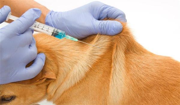 给狗狗打针注射基本上都是皮下注射,操作难度不是很高,脖子的皮肤松弛