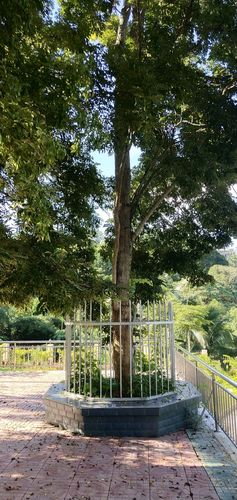 海南五指山百年花梨木王,树干直径超过80cm,直梨木仔树干直径都超过