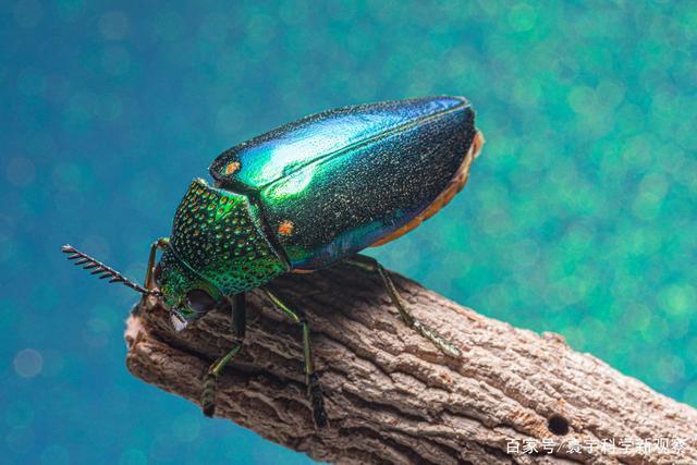 所有动物都用色彩来求偶,唯有这种甲虫,用色彩来伪装,躲避天敌