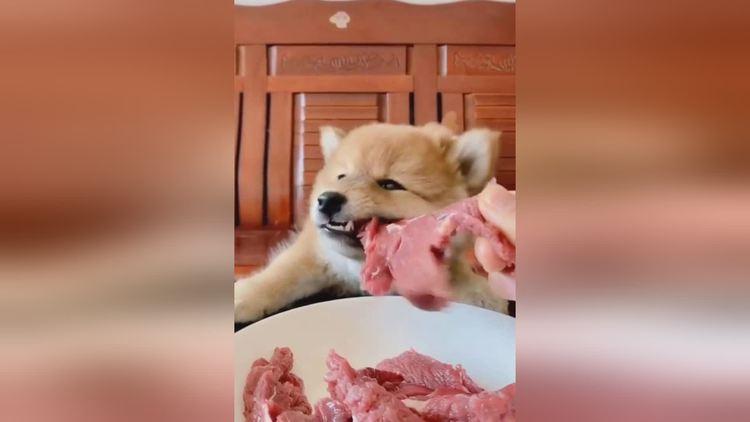 小狗狗大口吃肉!
