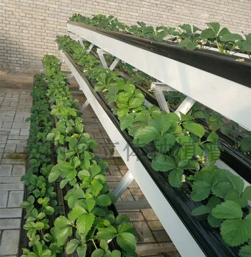 温室草莓种植槽pvc番茄种植槽图片