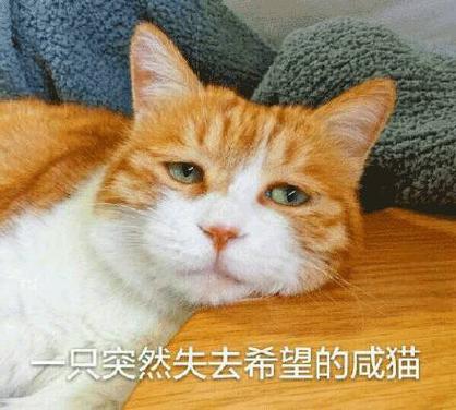 猫咪沮丧一只突然失去希望的咸猫斗图gif动图_动态图_表情包下载_soo