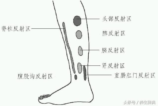 小腿内侧,从上到下,依此是头,脾,胰,肾,直肠肛门,腹股沟,脊柱的反射区