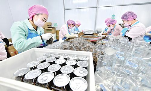 在太和县坟台镇雅蔻食品有限公司,工人们正在分拣包装花果茶.
