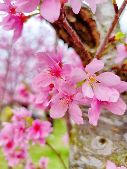 城市中的绝美公园南宁青秀山粉色樱花季