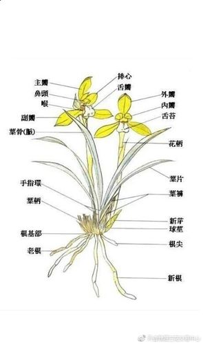 兰花的生理结构图
