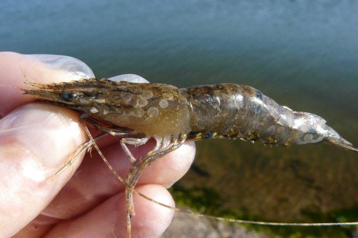 澳大利亚:市场又现染病对虾 昆州吁保护虾养殖