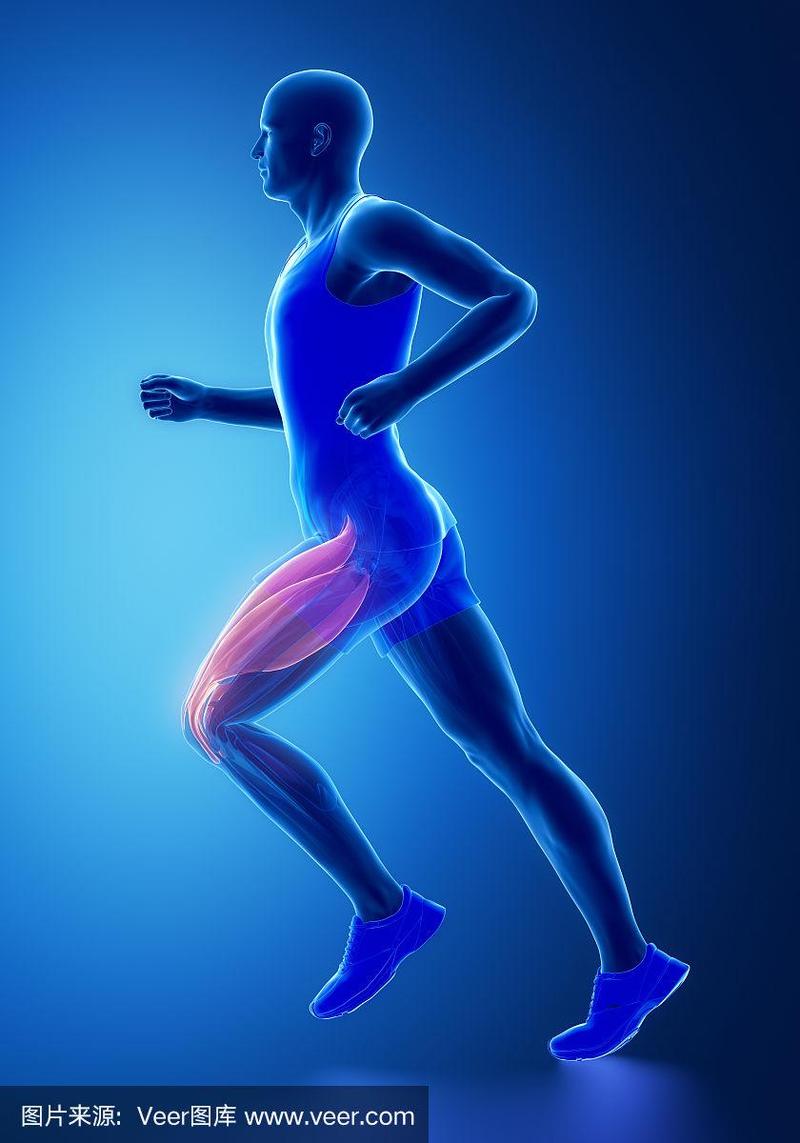 大腿肌肉-人体肌肉解剖学