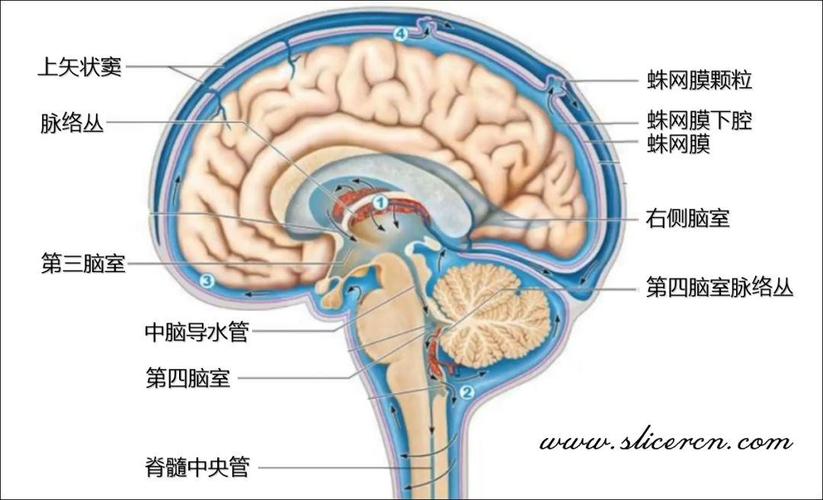 brain:大脑③ lateral ventricle:侧脑室④ third ventricle:三脑室⑤