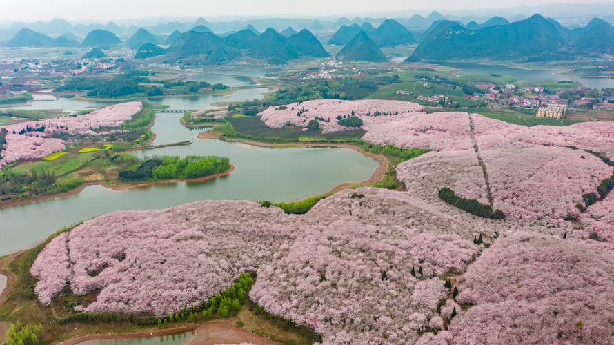 贵州平坝万亩樱花园坐落于高原明珠红枫湖畔,占地24000余亩,70多万株
