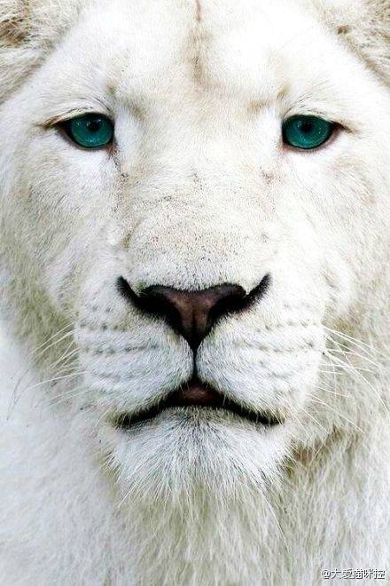 帅帅的白狮子
