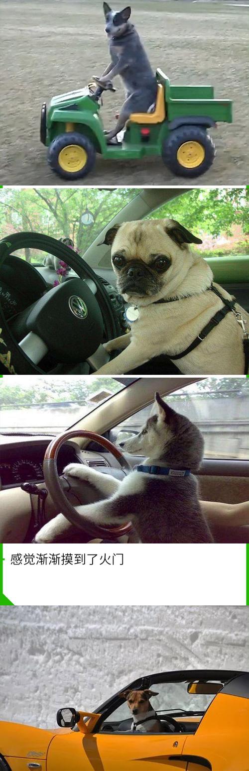 这年头狗都学会开车了而我还没有过科目二
