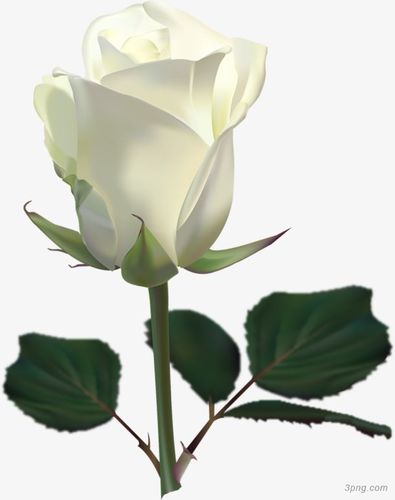 标签:玫瑰一枝白玫瑰一枝玫瑰花玫瑰花白色玫瑰花白玫瑰玫瑰花玫瑰