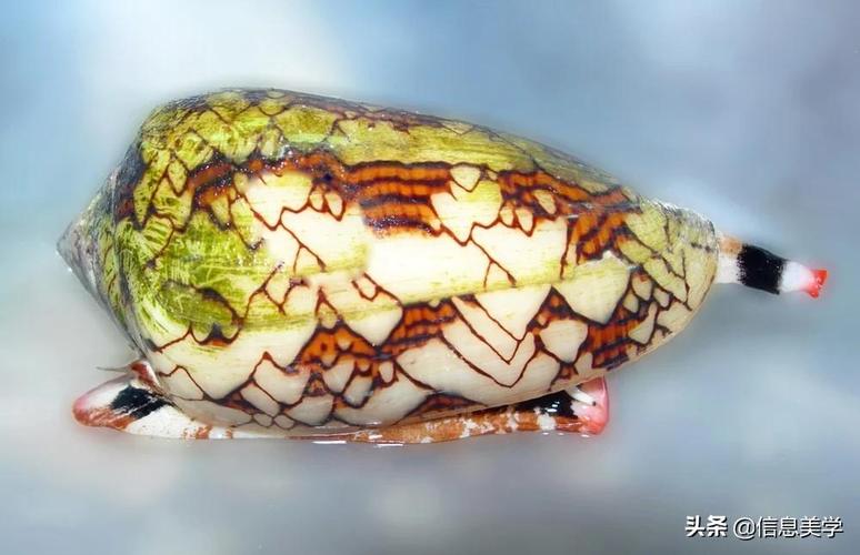 锥形蜗牛是世界上最不起眼的有毒动物,它们在印度洋和太平洋水域,.