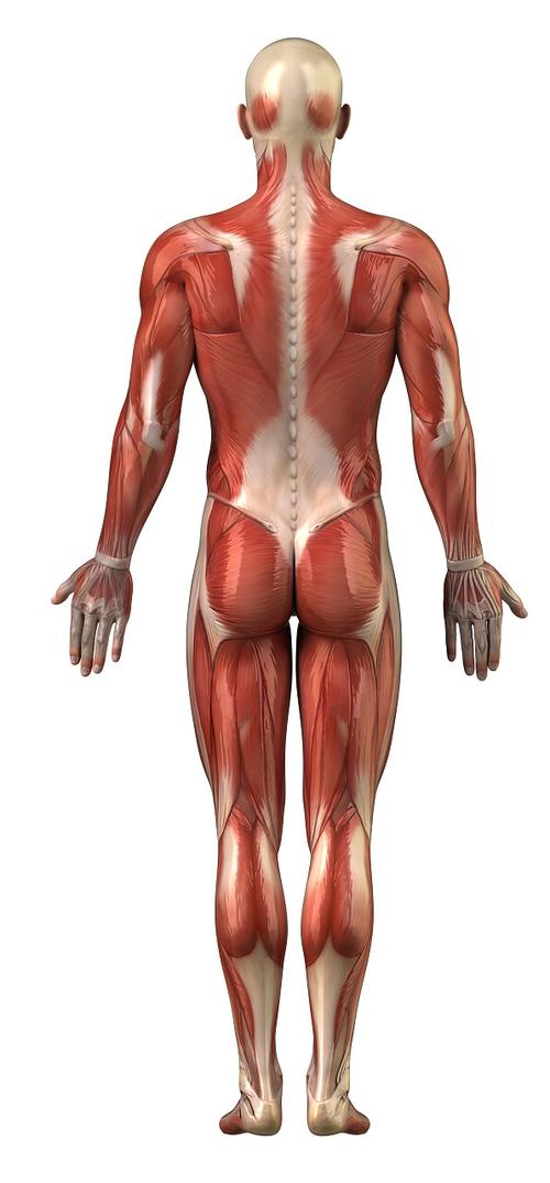男性肌肉系统后部全身的解剖人体肌肉图白人男性 3d模型 孤立 3d 模型