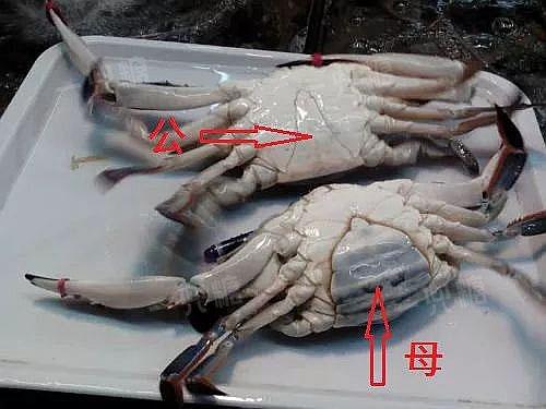 另外需要注意的一点就是,死螃蟹坚决不能买,因为螃蟹的肉质很容易变坏
