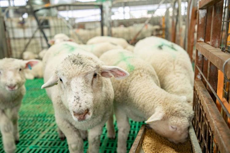 这是4月18日在甘肃庆环肉羊制种有限公司养殖基地拍摄的新品种三元