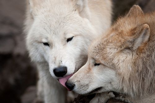 狼,吻部,2 两,动物,照片